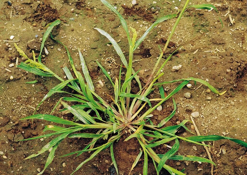 Рисовый сорняк сканворд 5. Ежовник куриное просо — Echinochloa crusgalli. Ежовник обыкновенный сорняк. Просо сорнополевое сорняк. Ежовник обыкновенный всходы.