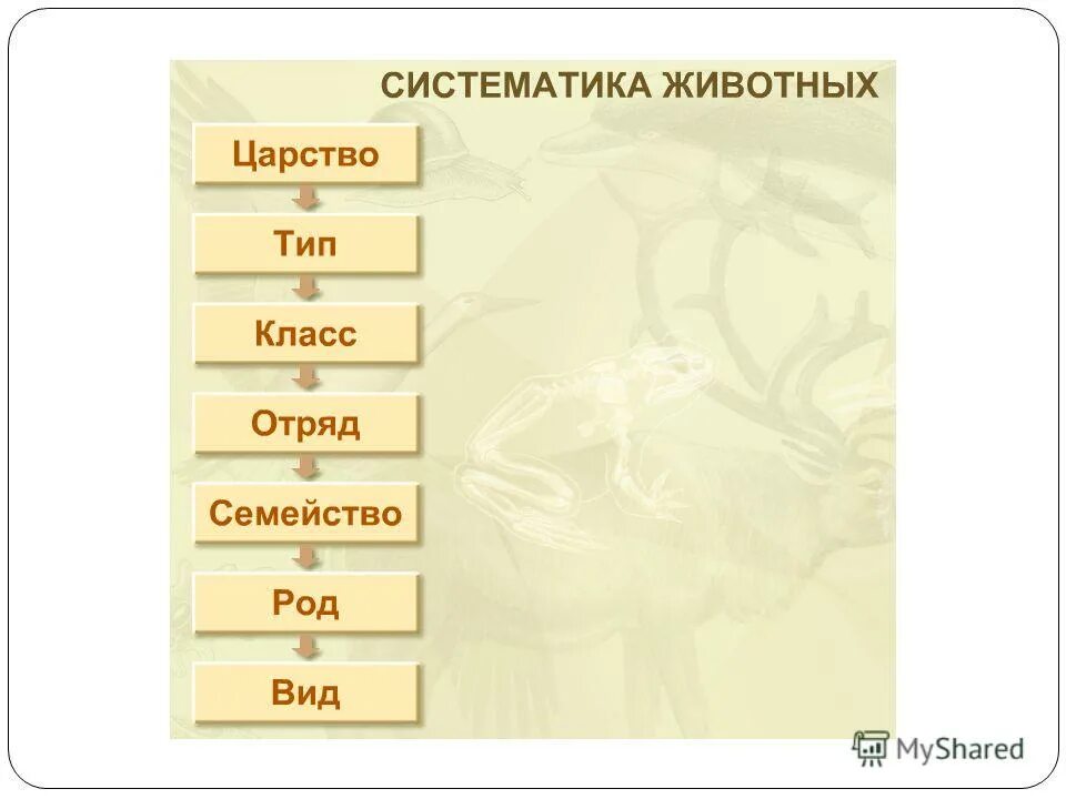 Последовательность царство тип класс отряд. Последовательность отряд род вид. Последовательность царство тип класс отряд. Систематика таксонов. Тип класс отряд семейство род у растений.