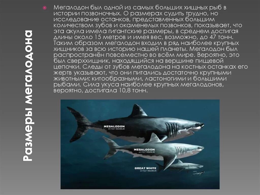 В каком океане акулы встречаются только летом. Факты про МЕГАЛОДОНА. МЕГАЛОДОН акула Размеры вес. Вес МЕГАЛОДОНА акула. МЕГАЛОДОН сообщение 3 класс.