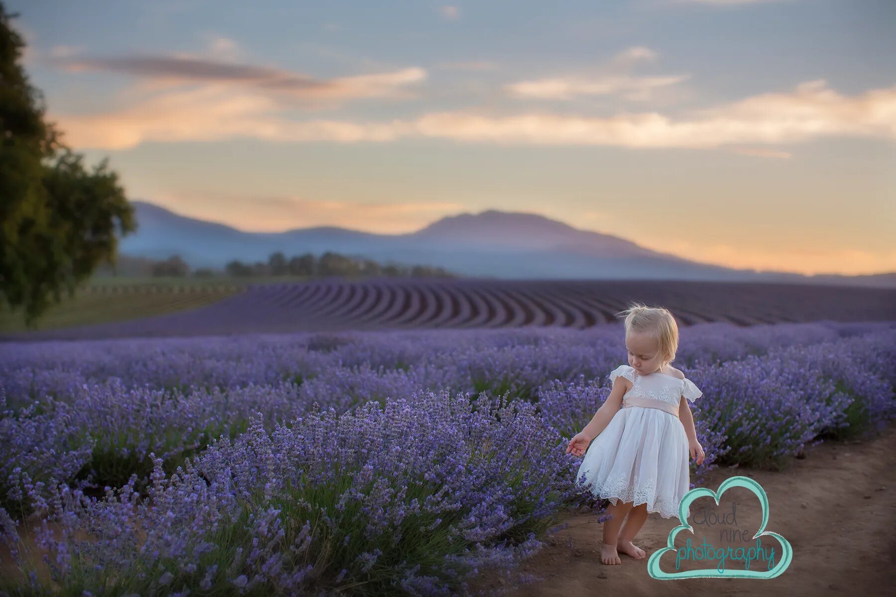 Bridestowe Lavender Estate. Девочка в лавандовом поле. Дети в лаванде. Девушка с лавандой.