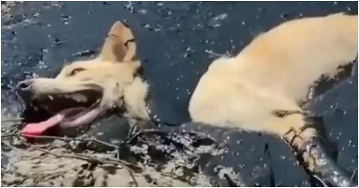 Кот спасает собаку