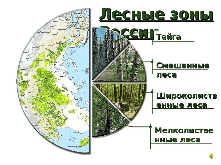 Таблица разнообразие лесов. География леса России\. Леса России 8 класс география. Разнообразие лесов России 8 класс. Разнообразие лесов России карта.