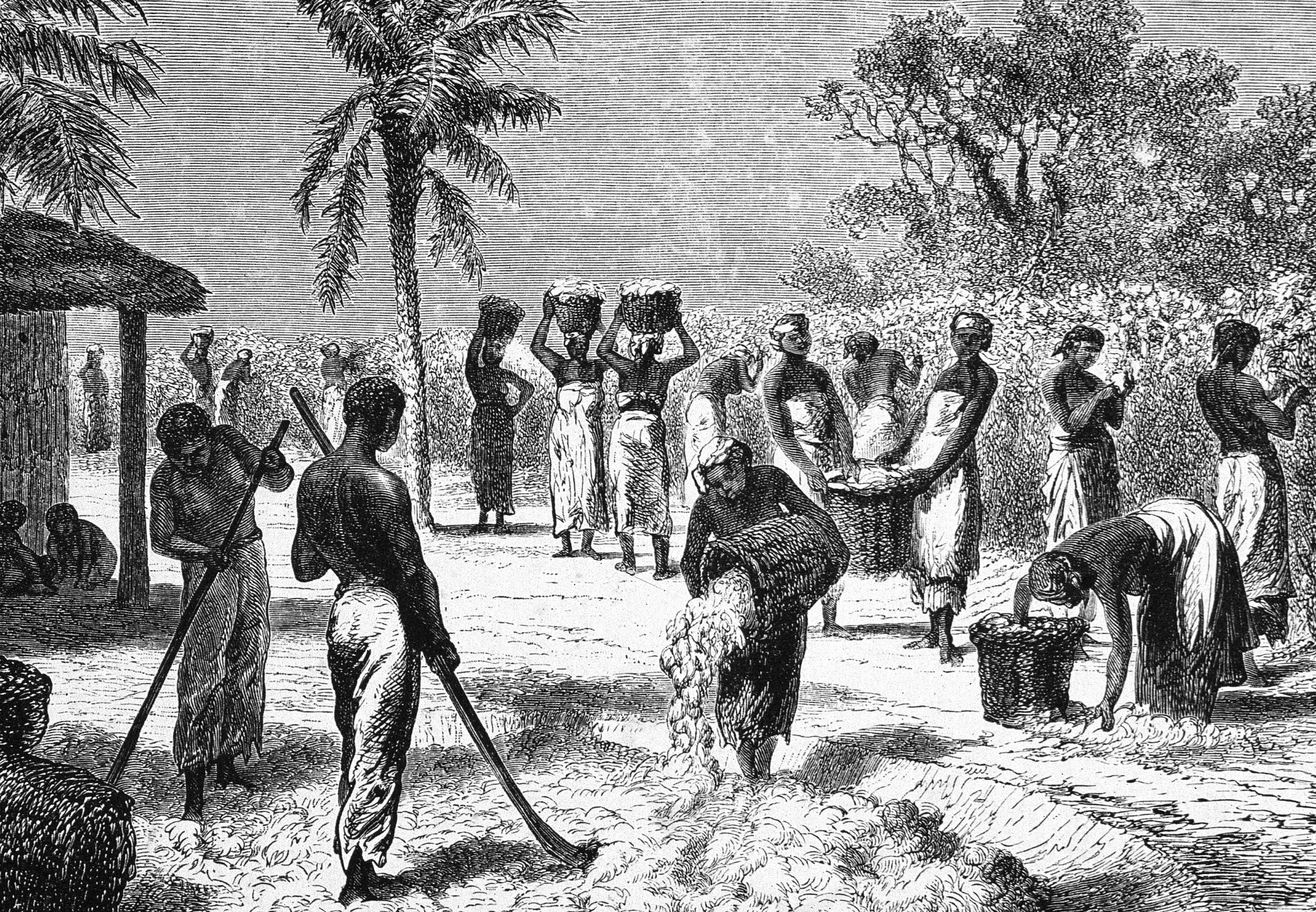 Работорговля 19 век США. Рабы на плантациях США 19 век. Плантации сахарного тростника в Индии 19 века. Рабовладение в США В 19 веке.