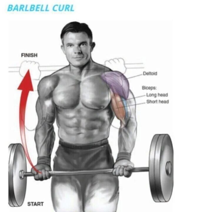 Длинная головка трицепса плеча. Короткая головка бицепса. Строение бицепса брахиалис. Строение бицепса анатомия брахиалис. Короткая головка бицепса.