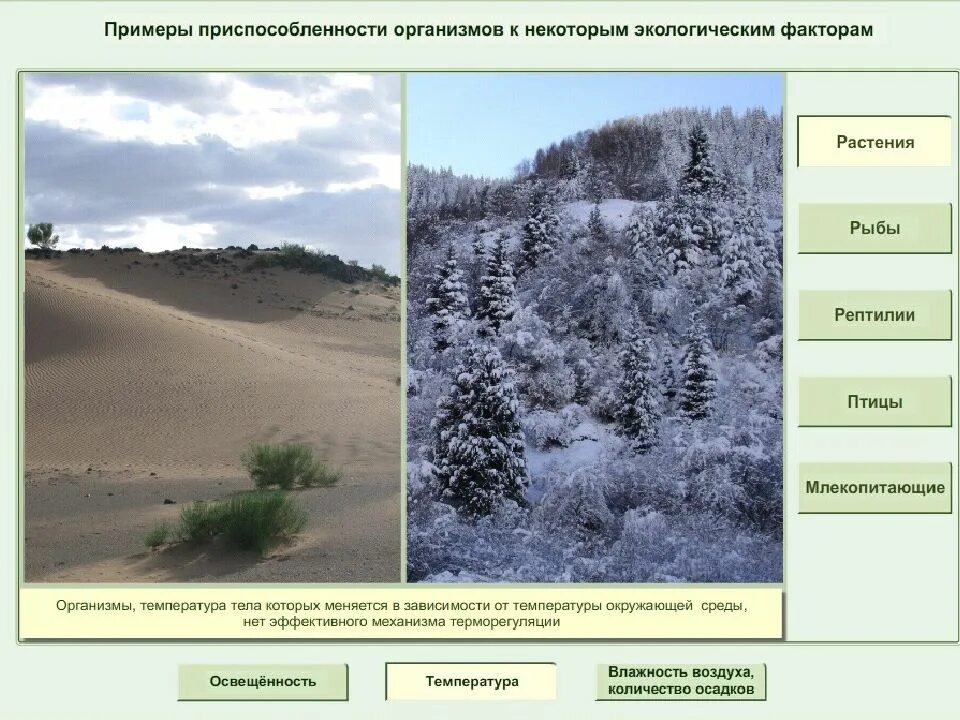 Лимитирующие факторы для растений в пустыне. Для растений в пустыне летом лимитирующий фактор. Лимитирующий фактор в пустыне. Ограничивающий фактор в пустыне.