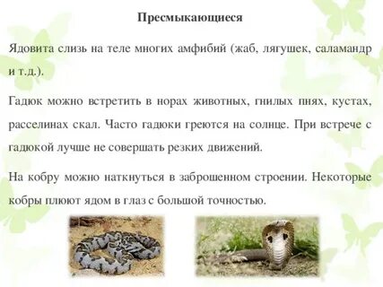 Правила при встрече с гадюкой