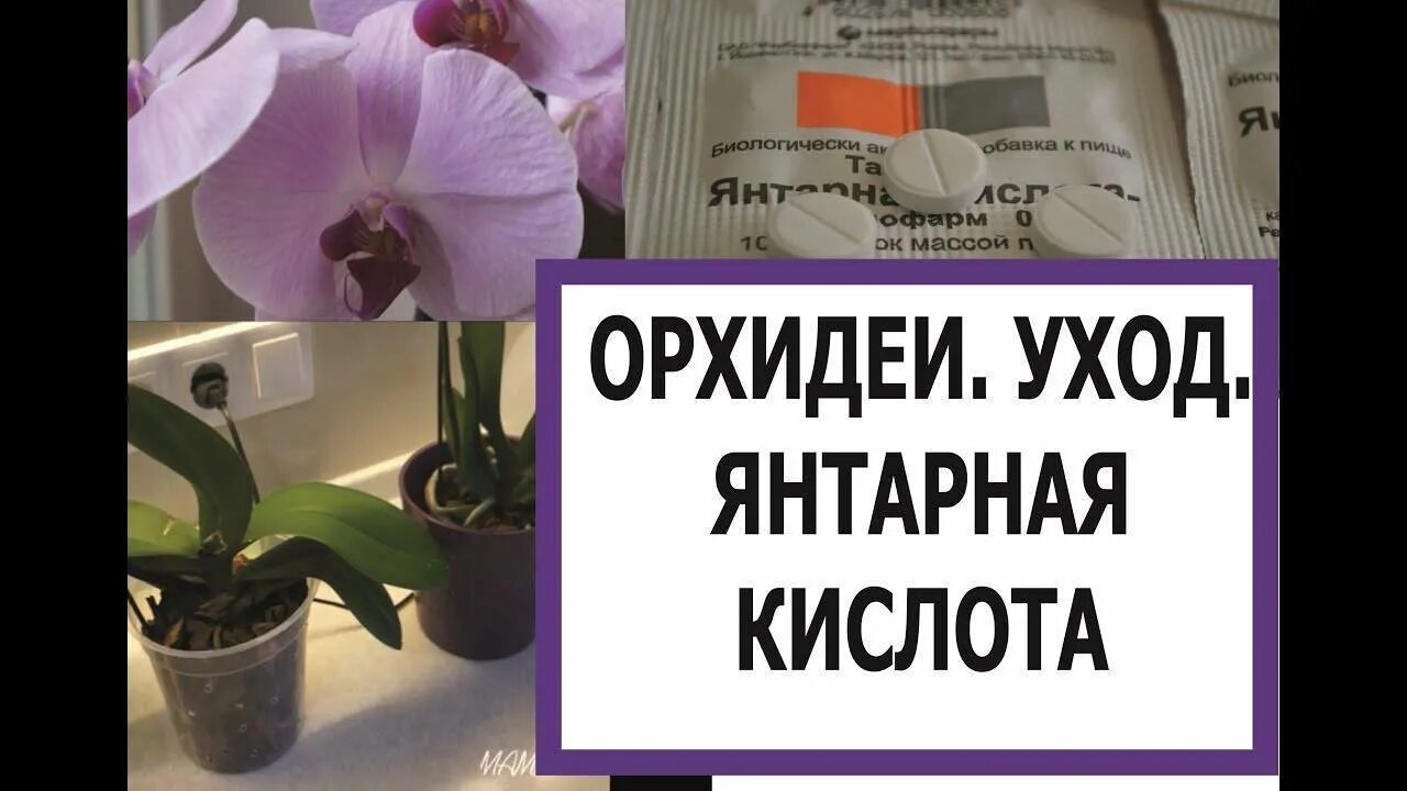 Полив орхидей янтарной кислотой в таблетках. Кислота для орхидей. Янтарная кислота для домашних растений. Янтарка для орхидей. Поливание орхидей янтарной кислотой.