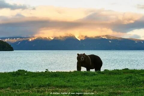 Bears travel