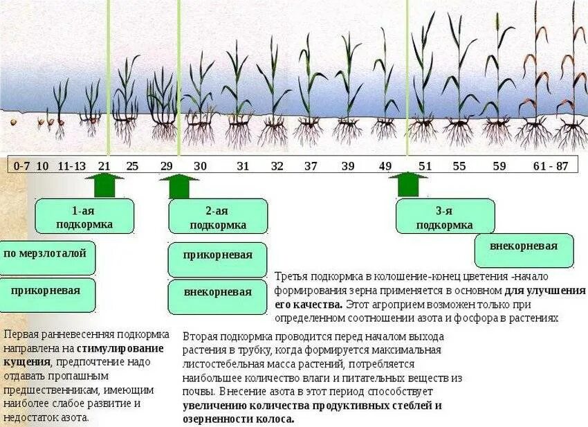 Какую кислоту извлекают из почвы растения злаковых