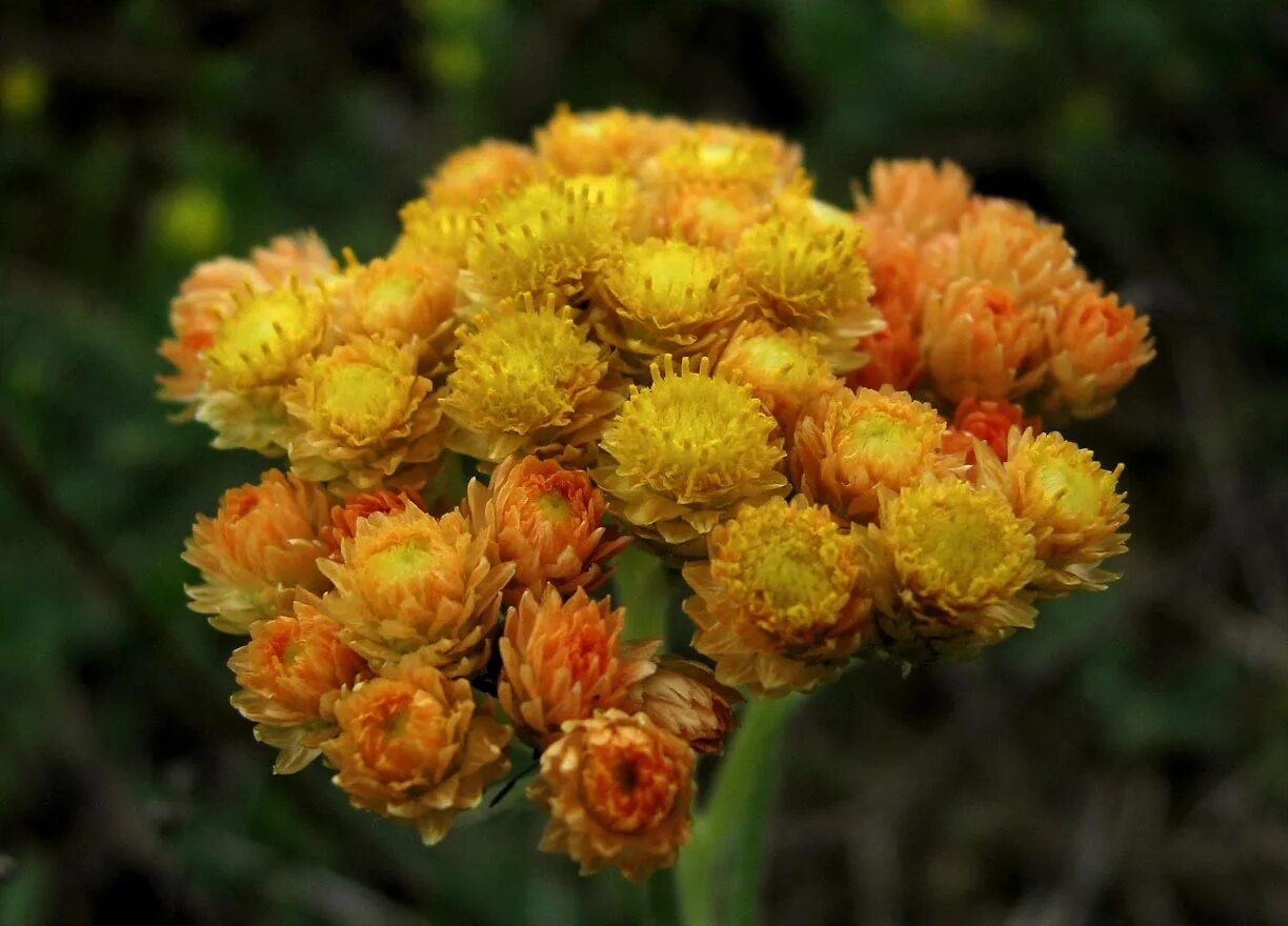 Бессмертник песчаный (цмин).. Цмин песчаный (Helichrysum arenarium). Растение бессмертник песчаный (цмин песчаный). Гелихризум, бессмертник, цмин