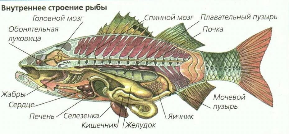 Рыба какой организм. Внутреннее строение костистой рыбы. Внутреннее строение костной рыбы. Строение костных рыб органы. Внутреннее строение рыбы костной рыбы.