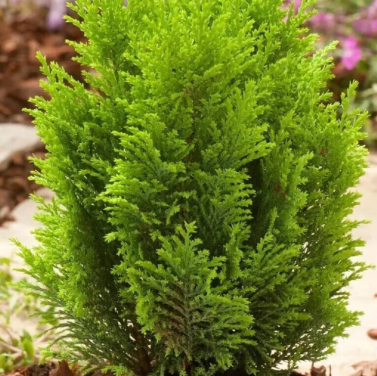 Кипарисовик: посадка, выращивание и уход в домашних условиях Plants, Garden