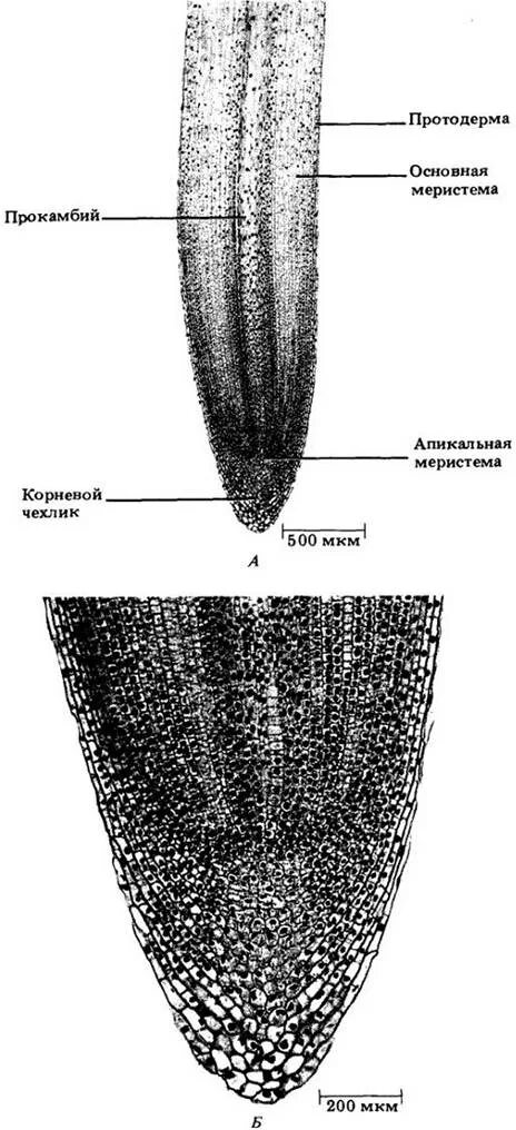 Корневой кончик