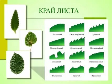 Ткан вый отчетл во