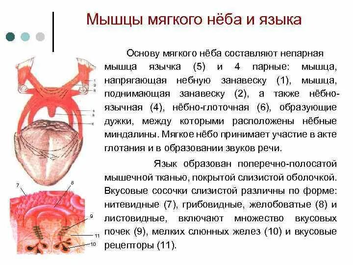 Поднятие мягкого неба. Небная занавеска анатомия. Схема мускулатуры мягкого неба. Мышцы мягкого неба (Palatum Molle):. Мышцы мягкого неба схема.