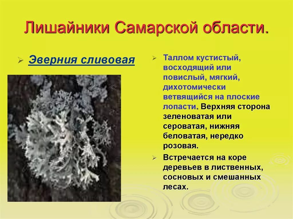 Сообщение о лишайнике