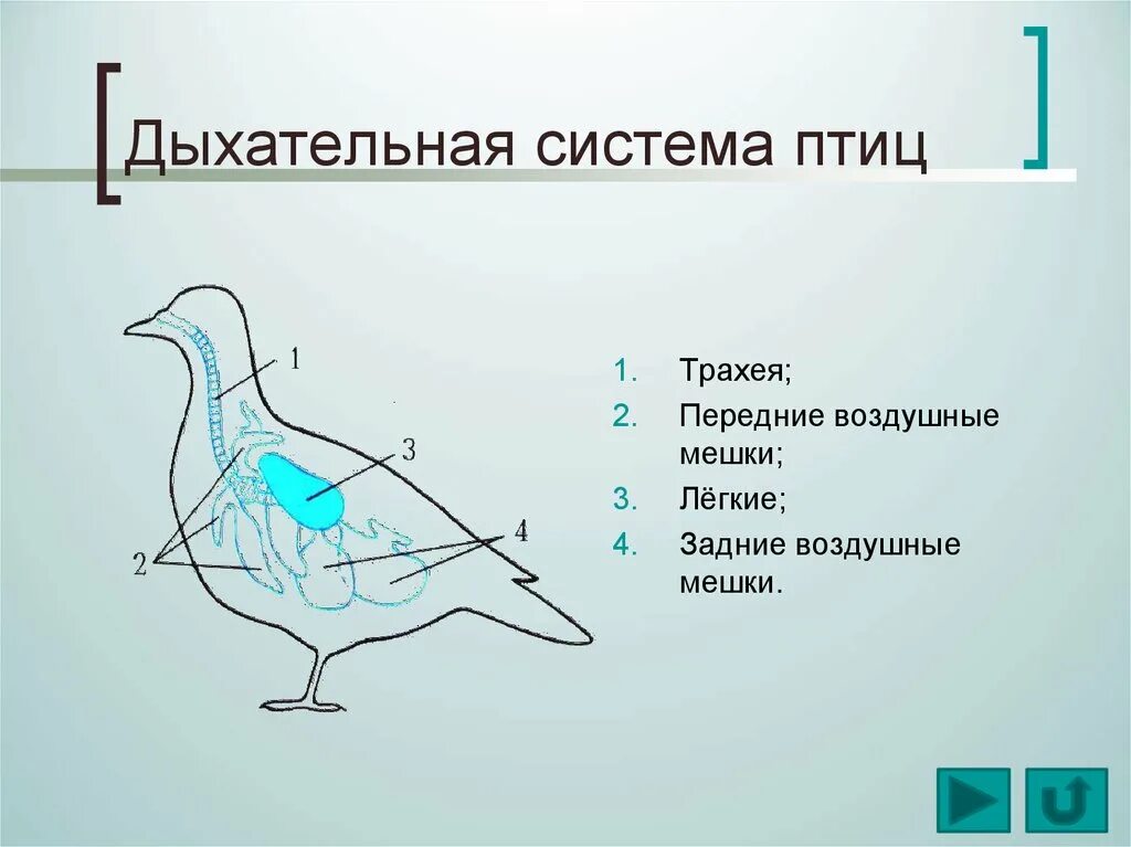 План внутреннего строения птиц. Схема дыхательной системы птицы. Система органов дыхания птиц органы дыхания птиц. Схема строения дыхательной системы птиц. Система органов дыхания птиц схема.