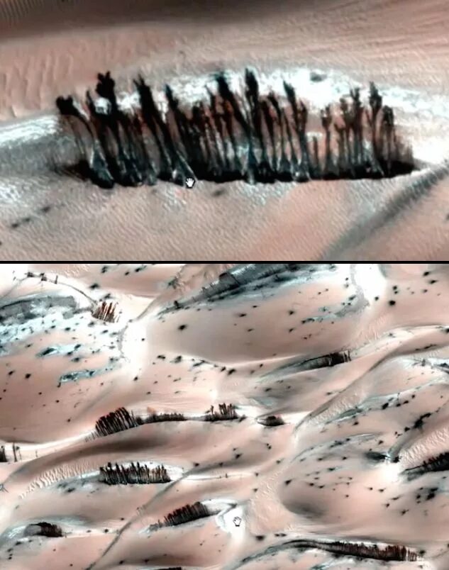 Деревья на Марсе. Растительность на Марсе. Лес на Марсе. Леса на Марсе.