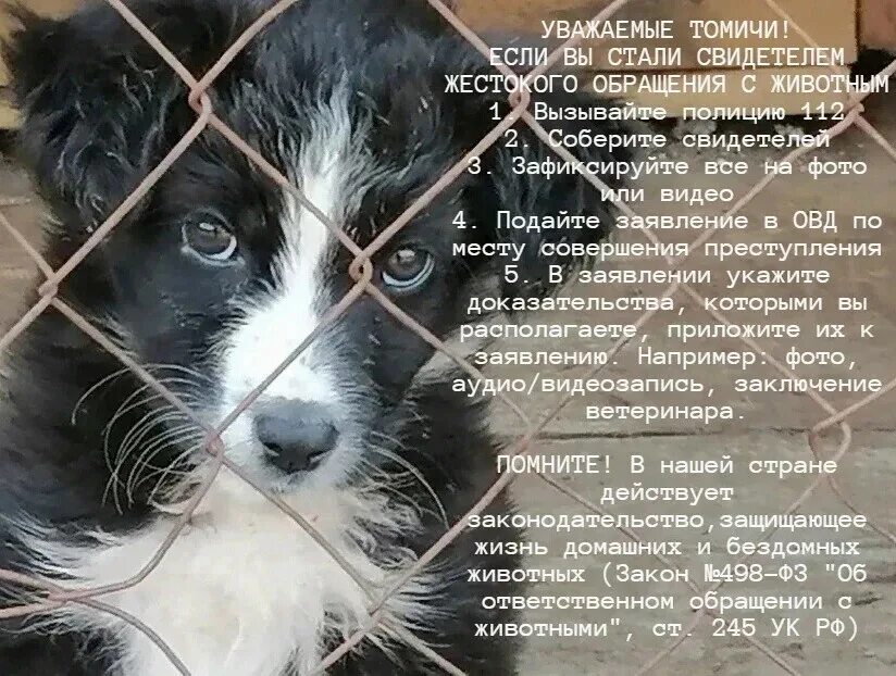 Эмблема благотворительного фонда для животных. Логотип обыкновенное чудо томск. Благотворительный фонд добро логотип. Благотворительный фонд тотошки. Благотворительность детям.