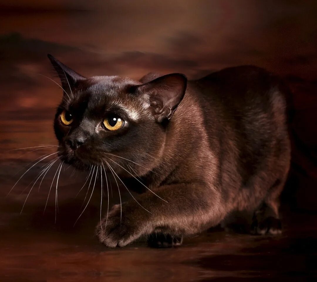 Кошка коричневая короткошерстная. Бурманская кошка. Порода кошек Бурма. Бурманская кошка европейская. Бурманская кошка коричневая.