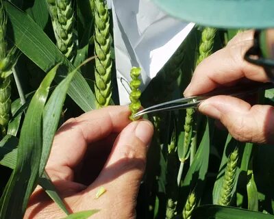 Plant breeding