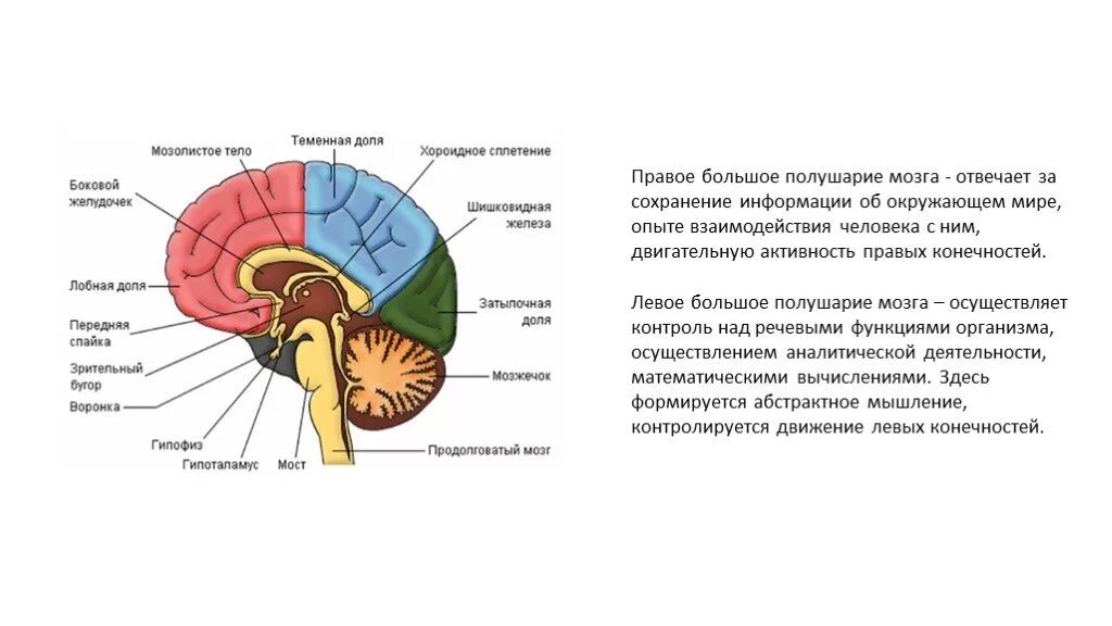 Что отвечает за действия человека. Влияние на организм человека наркотики Центральная нервная система. Влияние наркотиков на мозг человека. Мозолистое тело в теменной. Влияние наркотиков на организм.