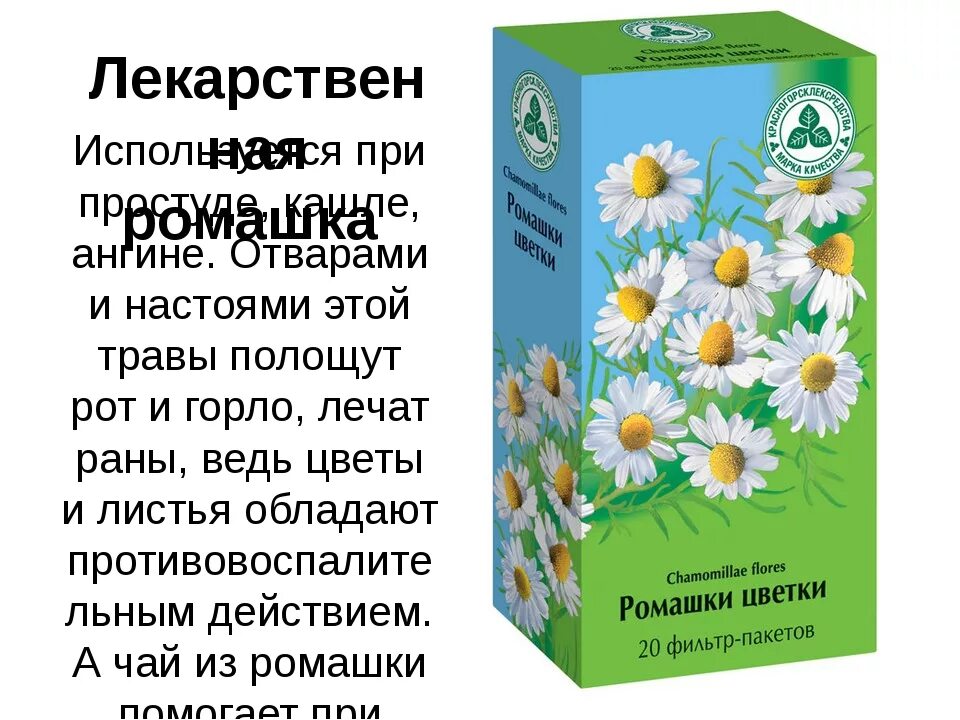 Если пить ромашку каждый день. Ромашка лекарство. Ромашка для полоскания. Ромашка лекарственная отвар. Ромашка аптечная в пакетиках.