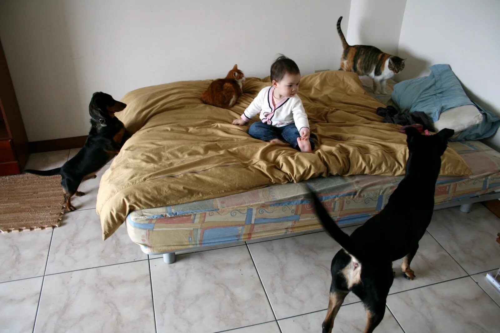 Собачья кровать для человека. Собаки для квартиры. Питомцы для квартиры. Животные в комнате. Кошка и собака в квартире.