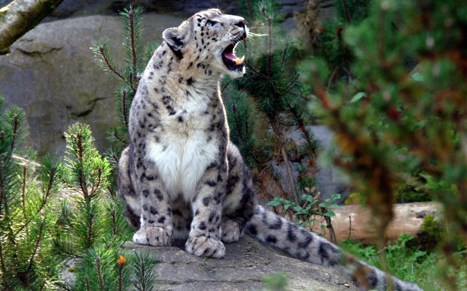 Сколько живут снежные барсы. Снежный Барс Ирбис. Илбирс снежный Барс. Ирбис горный леопард. Снежный Барс Ирбис фото животного.