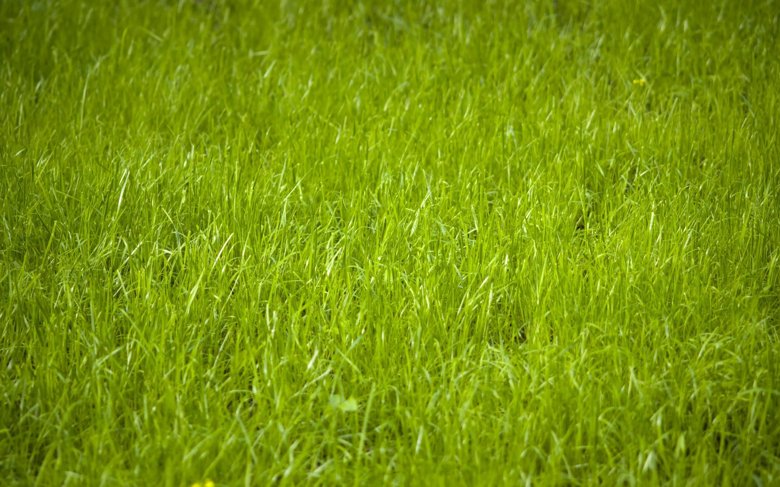 Повтори какого цвета трава. Повтори какого цвета трава. Большая трава. Трава макро. Трава внизу.