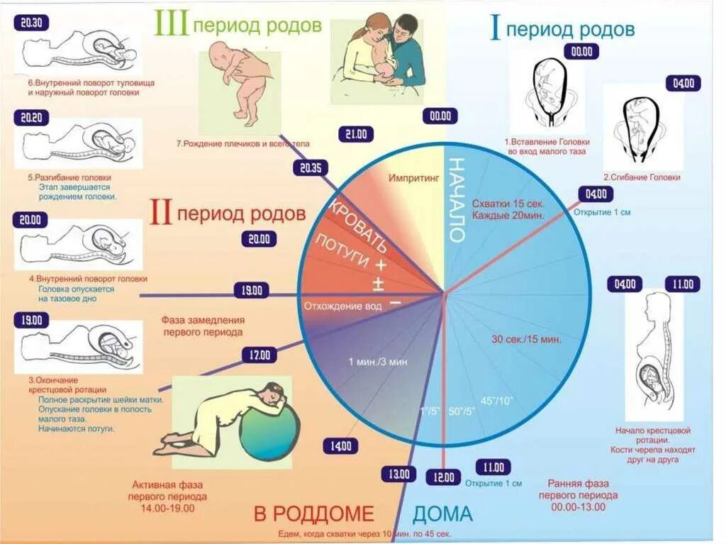 Фазы 3 периода родов. Периоды родов Длительность родов. Роды периоды и Продолжительность. Роды этапы по времени.