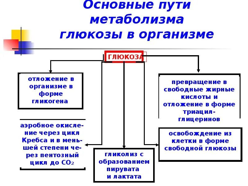Общи йпуть катабализма. Пути метаболизма глюкозы. Понятия о метаболизме, катаболизме и анаболизме. Конструктивный и энергетический метаболизм. Энергетический метаболизм биологическое окисление.