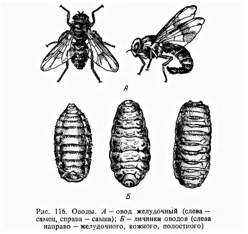 Личинки полостного овода. Подкожный Овод строение. Желудочный Овод лошадей личинки. Личинка подкожного овода строение.