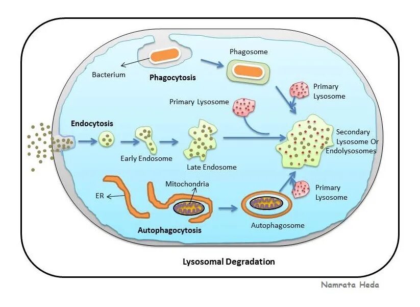 Фагосома. Фагосома. Фагосома. Фагосома. Фагосома.