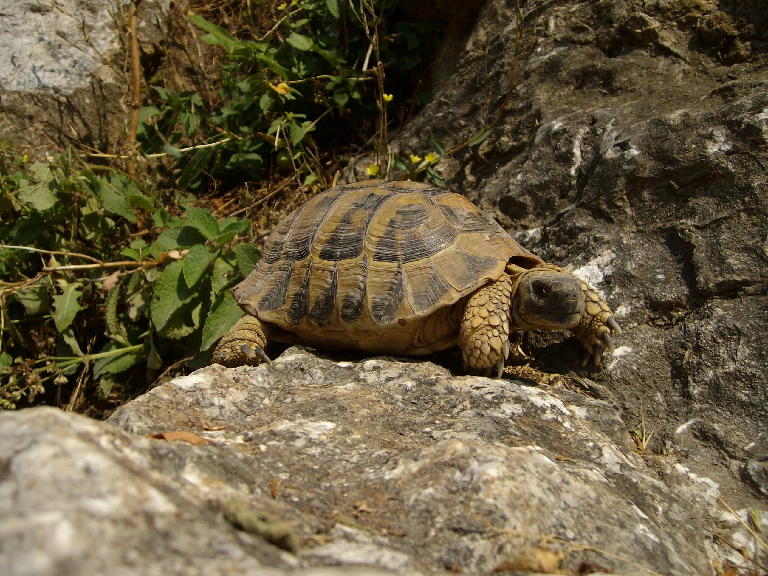 Среднеазиатская черепаха. Среднеазиатская сухопутная черепаха. Среднеазиатская красноухая черепаха. Красноухая черепаха сухопутная.