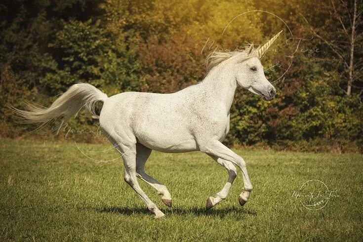 Pin van Mila Stelmakh op Horses