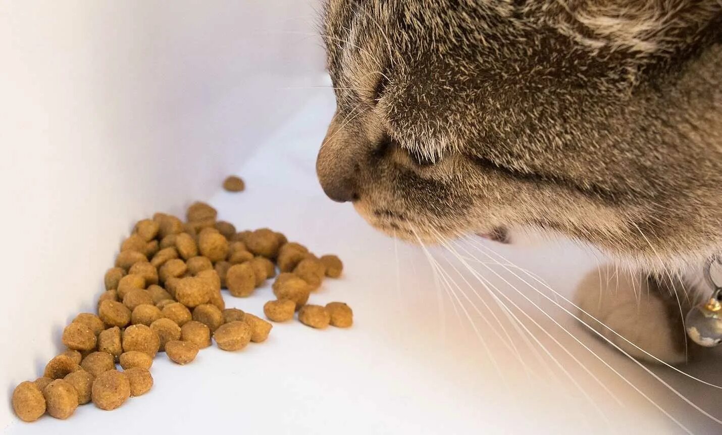 Кошка плохо ест корм. Корм для животных сыпется. Кот ест сухой корм. Корм для кошек. Сухой корм для животных кушает.