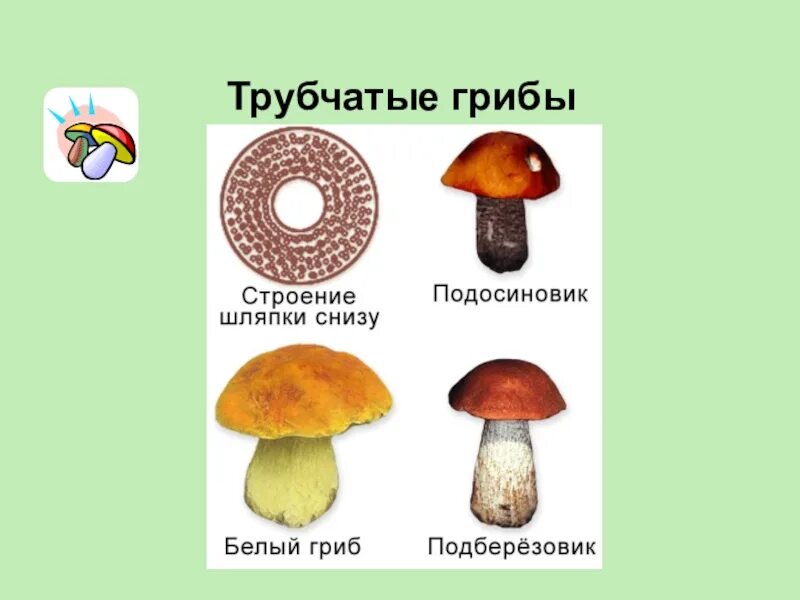 Грибы примеры. Грибы шляпочные и трубчатые. подосиновик трубчатый или пластинчатый гриб. трубчатые грибы 2) пластинчатые грибы. трубчатые грибы и пластинчатые грибы отличия.
