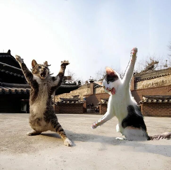 Kung fu cat x
