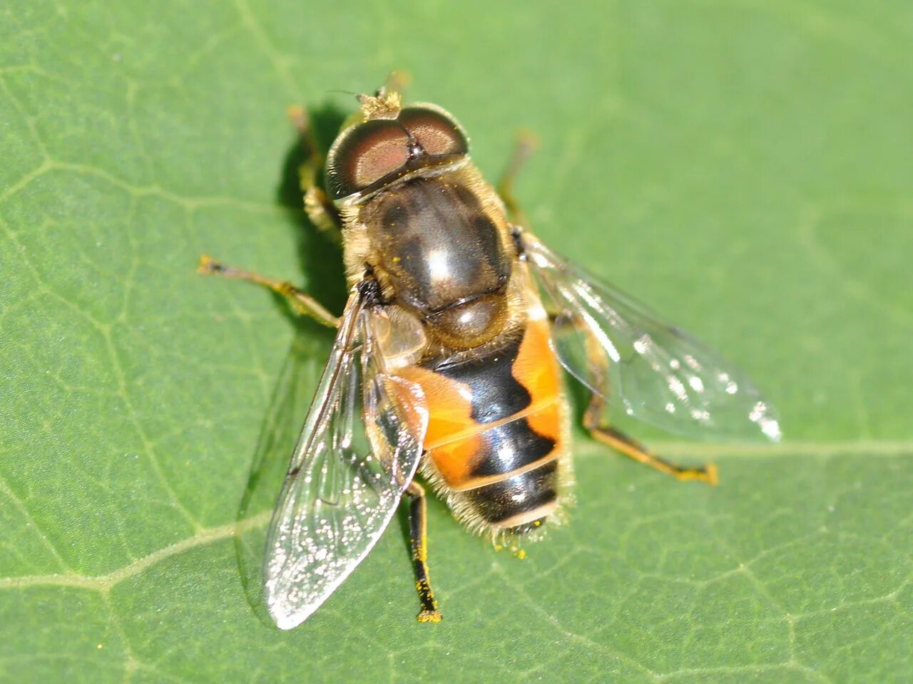 Муха журчалка адаптация. Eristalis arbustorum. Eristalis Tenax. Пчеловидка обыкновенная. Муха журчалка Ильница.