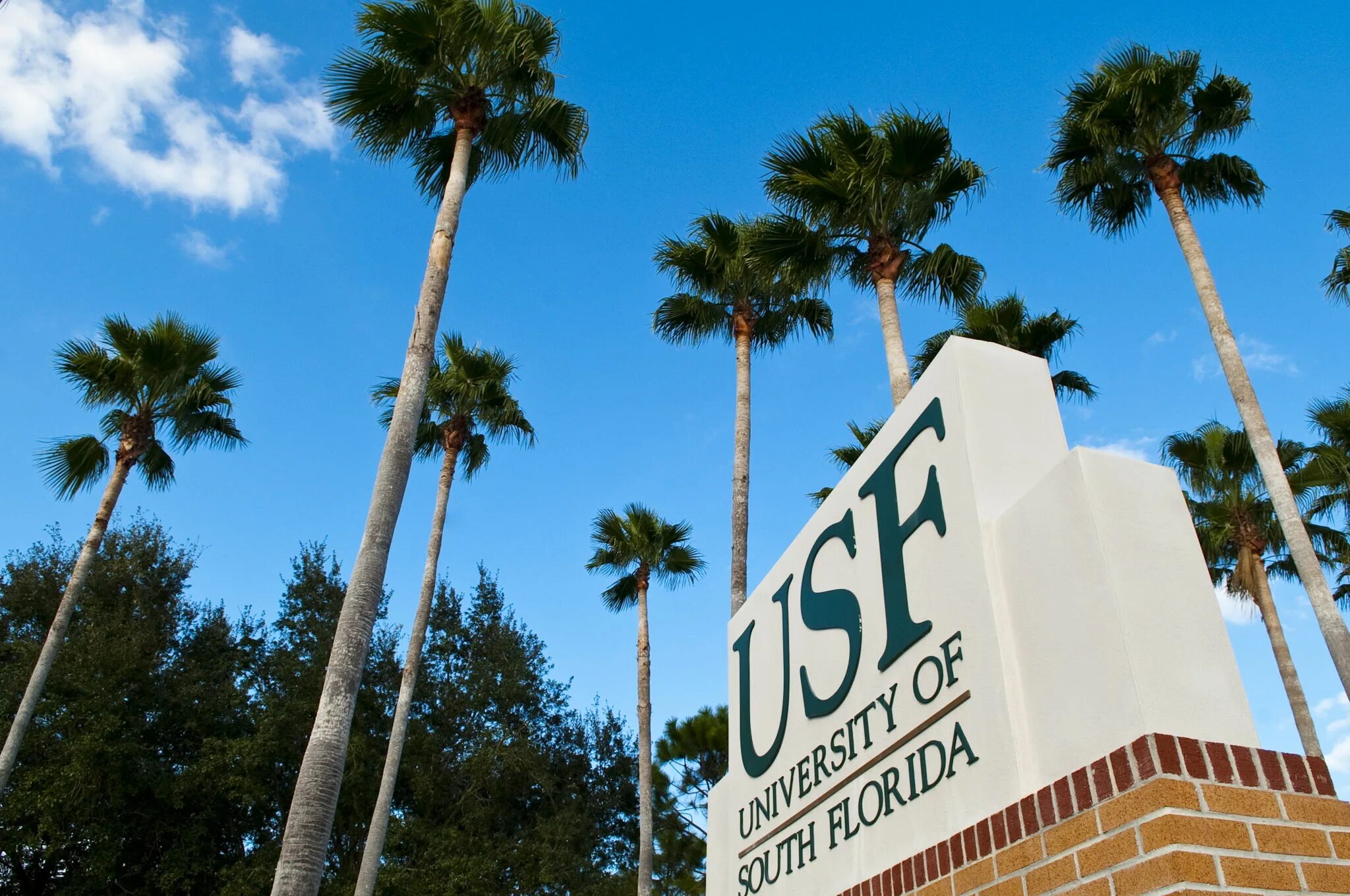 Южно-Флоридский университет. University of South Florida Tampa. Южный колледж Флориды. USF Campuses.