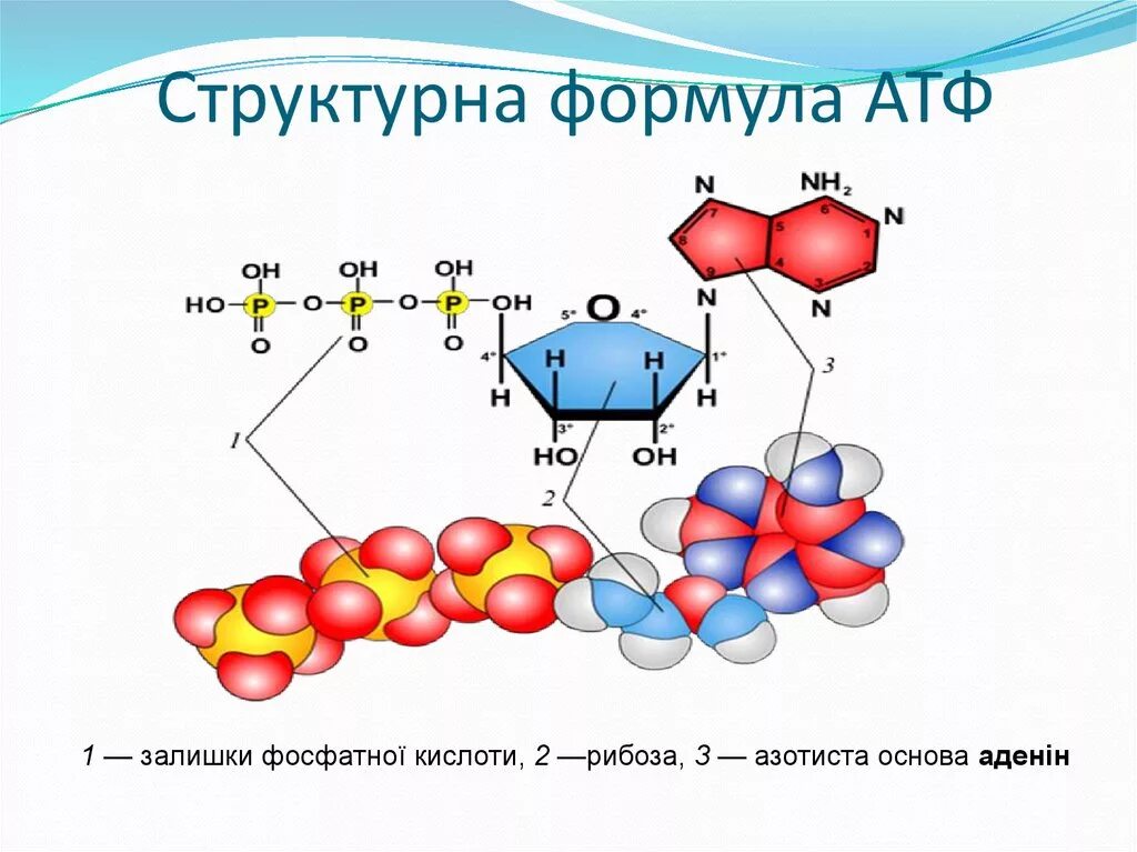 Химические связи атф