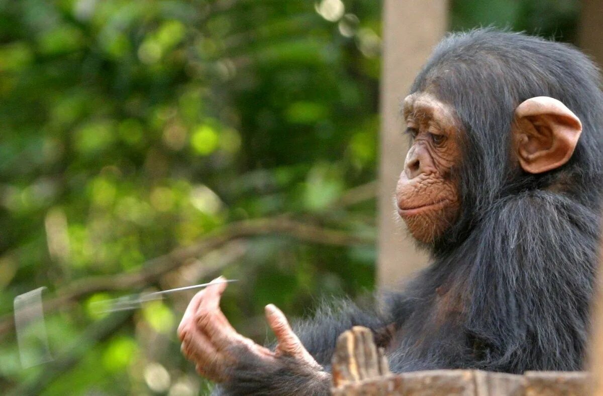 Забавный шимпанзе как правильно. Шимпанзе Аюму. Обезьяна с боку. Умная обезьяна. Шимпанзе фото.