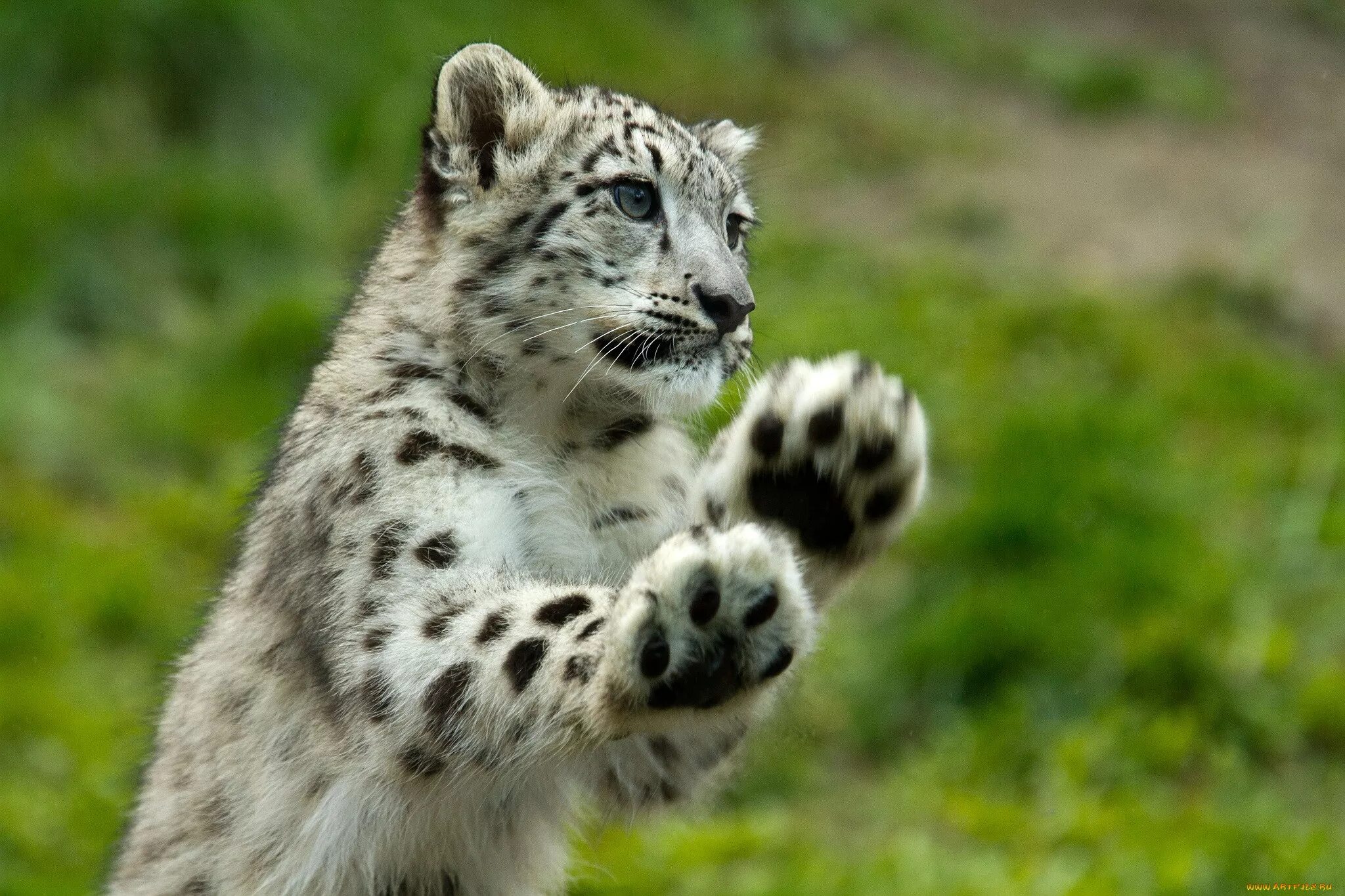 Сколько действует барс. Снежный Барс Ирбис. Снежный Барс леопард Snow Leopard Ирбис. Лапа ирбиса. Снежный Барс Ирбис маленький.