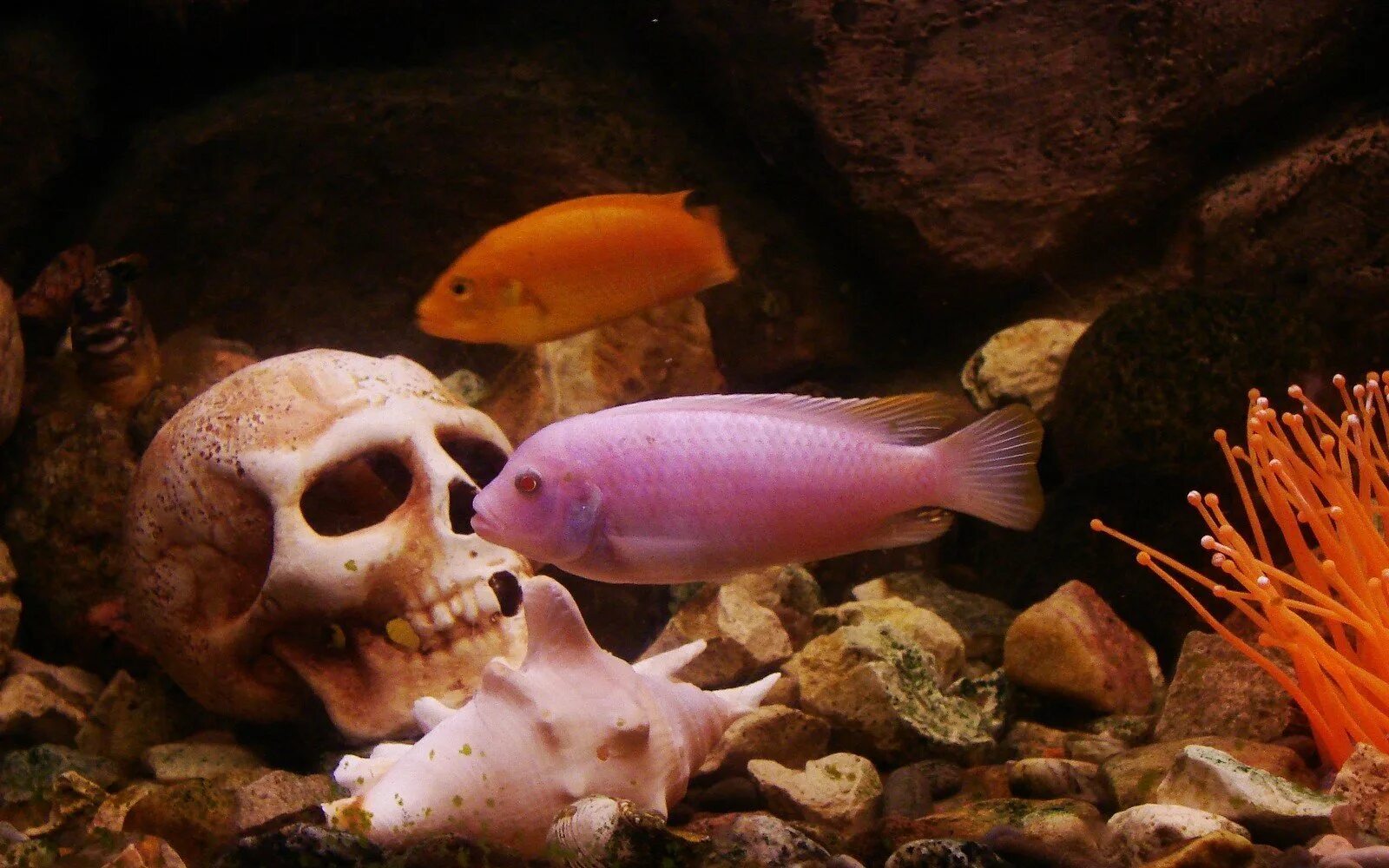 Маленькие рыбки плавают в аквариуме любопытный. Розовые рыбки аквариумные. Донные аквариумные рыбки. Донные рыбки для аквариума. Красивые обитатели аквариума.