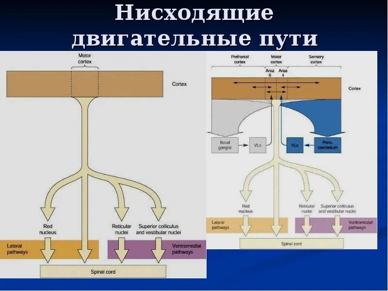 Нисходящая система. Двигательный путь. Нисходящие двигательные пути. Нисходящий двигател ный путь. Двигательные проводящие пути.