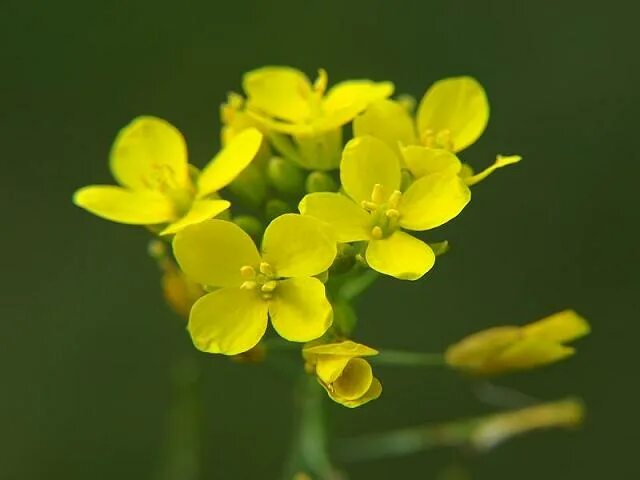 Репа крестоцветная. Особенности строения репы. Редис семейство. Репа (brassica rapa). Репа крестоцветная.