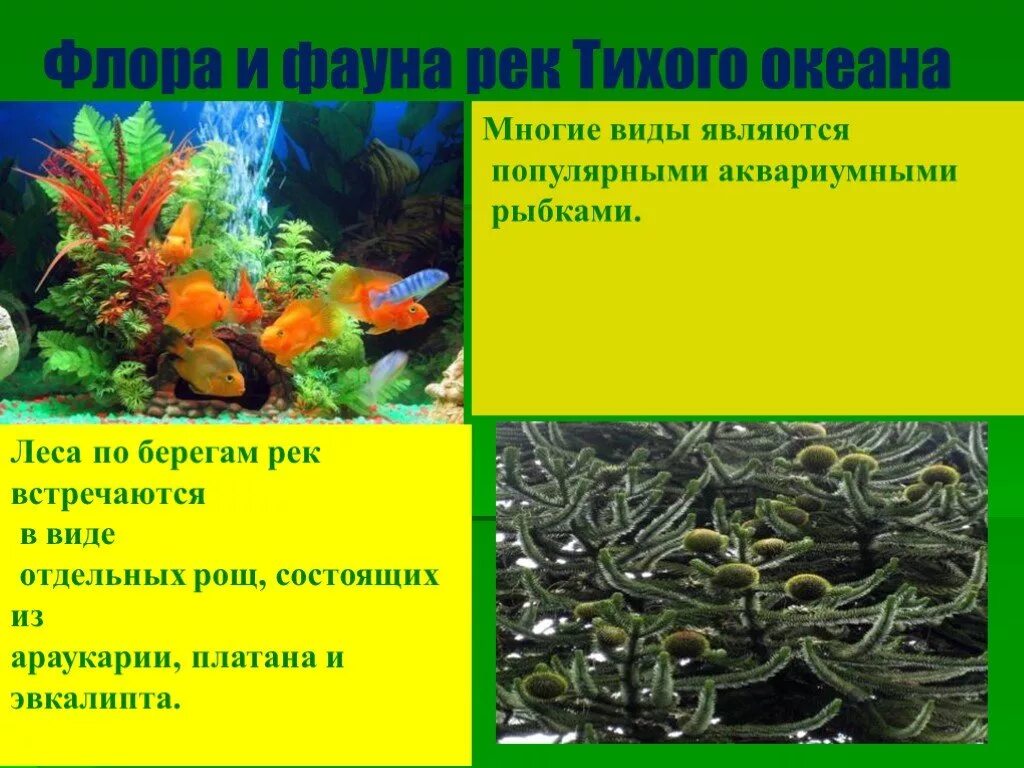 Представители растительного и животного тихого океана. Растительность и животный мир тихого океана. флора и фауна тихого океана список. представители флоры и фауны тихого океана. представители растительного мира тихого океана.