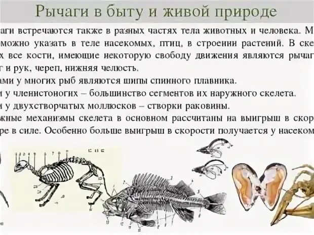 Рычаги в природе физика 7 класс. Рычаги в живой природе физика 7 класс. Рычаги в природе примеры физика. Рычаги в быту и природе 7 класс физика. Рычаги в природе и технике физика 7 класс.