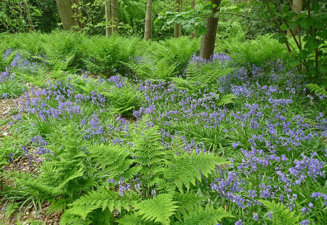 Окружающий мир 2 красота растений. Папоротник Bluebell.